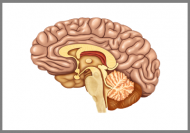 Emotional Intelligence - CMI and CPD Accredited